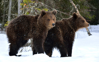 Bear cubs in winter forest. Natural habitat. Brown bear, Scientific name: Ursus Arctos Arctos.