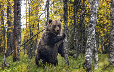 Brown bear stands on its hind legs by a tree in a pine forest. Scientific name: Ursus arctos. Natural habitat. Autumn season.