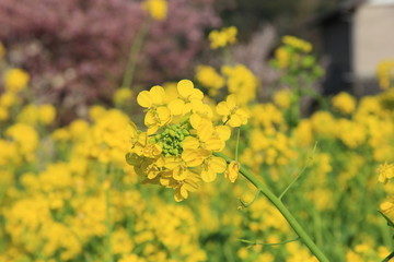 菜の花