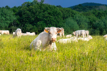 Obraz premium grazing herd of white cows with a cow lying in the foreground