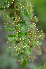 Narrow-leaf Firethorn