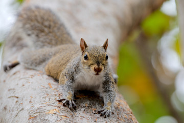 Grauhörnchen in Florida