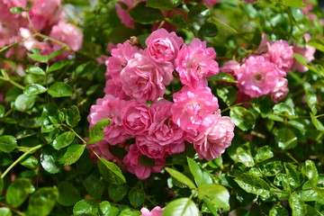 pink flowers in the garden