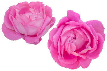 Blurred for Background.Pink rose isolated on the white background. Photo with clipping path.
