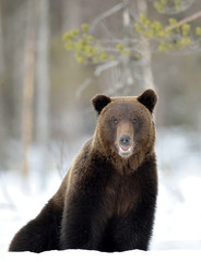 Obraz premium Bear sits in the snow, opening its mouth. Front view. Brown bear in winter forest. Scientific name: Ursus Arctos. Natural Habitat.
