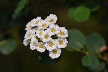 Spirea flowers