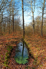 Evees pond canal  in the Fontainebleau forest