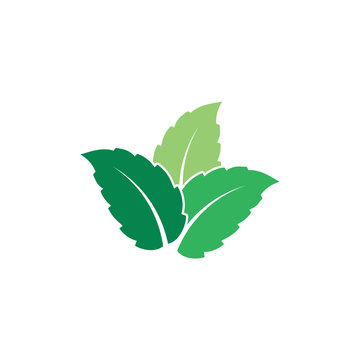 green mint leaves logo design clip art preview