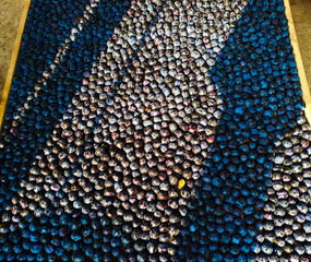  lots of plums lined up, ready to dry in the traditional way