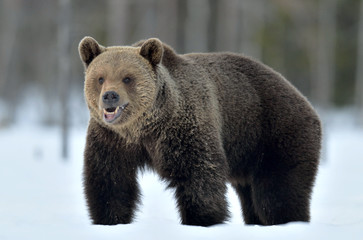 Fototapeta premium Wild Adult Brown bear in winter forest. Scientific name: Ursus Arctos. Natural Habitat