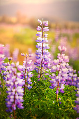 Obraz premium Mountain meadow