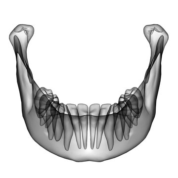 Black X-Ray view of Human Jaw with Teeth. Isolated 3D Render.