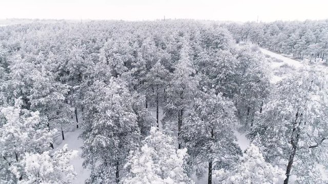 Flying over a winter snow-covered pine forest
