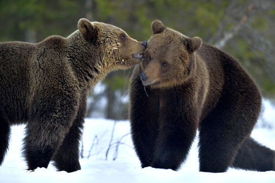 Couple of bears sniffing each other. Brown Bear Being Friendly. Scientific name: Ursus Arctos. Winter forest. Natural Habitat.