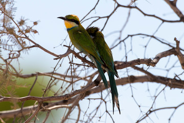 Guêpier à queue d'aronde,.Merops hirundineus, Swallow tailed Bee eater
