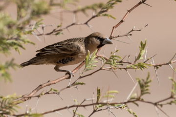 Républicain social,.Philetairus socius, Sociable Weaver, Parc national Kalahari Gemsbok, parc transfrontalier de Kgalagadi, Afrique du Sud