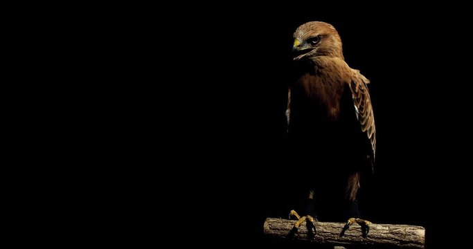 Amazing wildlife, big hawk is sitting on a branch and looking around, studio, 4k