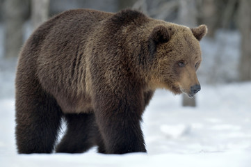Fototapeta premium Wild Adult Brown bear in winter forest. Scientific name: Ursus Arctos. Natural Habitat.