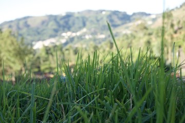 Grass garden 