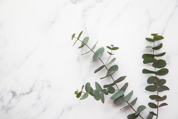 Branches of eucalyptus leaves on a marble background. Lay flat