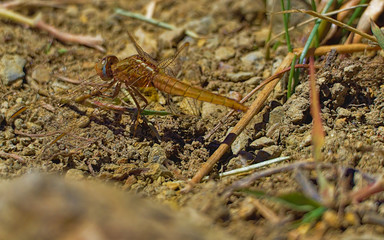 Golden yellow blue-eyed dragonfly.
