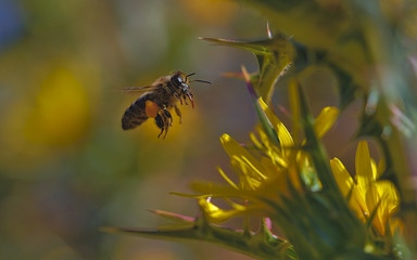 Bee collecting pollen in yellow thistle flower.