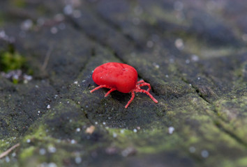 Small brightly coloured red mite, a Berry bug, on a dark background