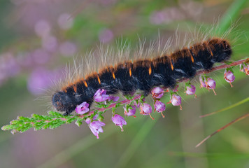Caterpillar of Fox moth, climbing on flowering Common heather