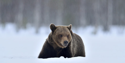 Bear lies  in the snow, winter forest. Front view. Brown bear in winter forest. Scientific name: Ursus Arctos. Natural Habitat.