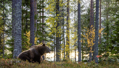Big Adult Male of Brown bear in the autumn forest. Scientific name: Ursus arctos. Natural habitat.