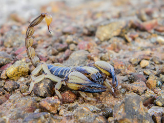 Cape Burrower Scorpion full profile