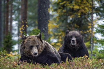 Fototapeta premium Big Adult Male of Brown bears in the autumn forest. Scientific name: Ursus arctos. Natural habitat.