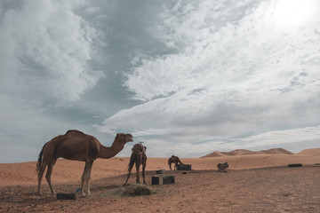 Tres dromedarios camellos comiendo en el desierto con dunas y nubes de fondo. Erg Chebbi, Marruecos
