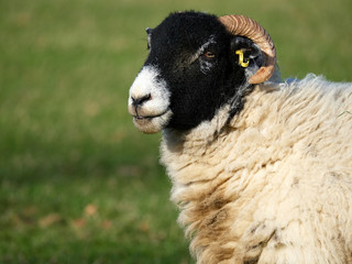 A Swaledale breed of sheep grazing at Wentworth Castle parkland.