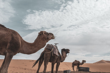 Tres dromedarios camellos comiendo en el desierto. Erg Chebbi, Marruecos