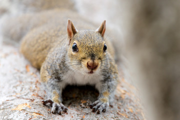 Grauhörnchen in Florida