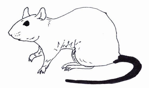 The rat is sitting. Linear illustration on a white background.