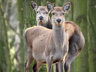 Two Red Deer (Cervus elaphus) hinds in the woods standing amoungst trees at Wentworth Castle Parkland, Yorkshire