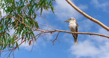 Kookaburra in a gum tree