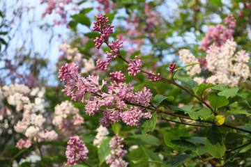 Bushes of pink, white and purple lilac with green leaves on a Sunny day. Selective focus. Flowering shrub in spring. Gardening.