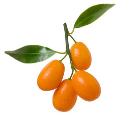 Ripe kumquat citrus fruit group on branch with green leaves isolated on white background