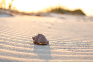 close-up view the shell on the sand with waves on the beach, sunset time