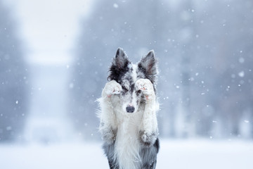 dog in the snow in winter. Portrait of a Border Collie in nature