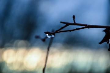 drop of water on a branch against a blue sky