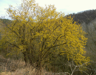 Fototapeta premium Spring budding Cornus is commonly known as dogwoods. Cornelian cherry or European cornel is a shrub with red fruits that is also often wild. He is also one of the medicinal plants.