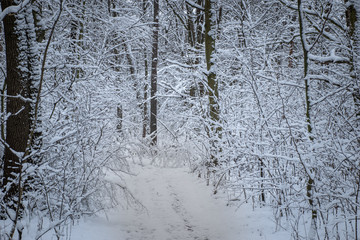 Fototapeta premium forest road in the winter forest
