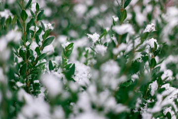 green plant with snow