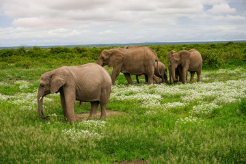 Elefanten im Amboseli Nationalpark  in Kenia