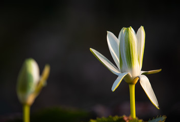 Beautiful white lotus flower ( Water lily flower ) and blurred bud with blurred background