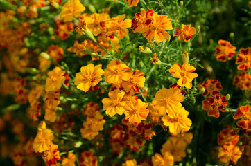 the beauty of nature in a summer garden